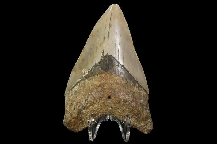 Fossil Megalodon Tooth - North Carolina #98980